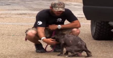 Skotna životinja na rubu snage, jedva je dočekala dobre ljude (VIDEO)