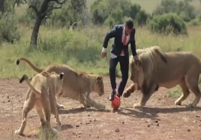 Šutnuo je loptu prema grupi odraslih lavova: Ono što je uslijedilo je zaista čudesno (VIDEO)