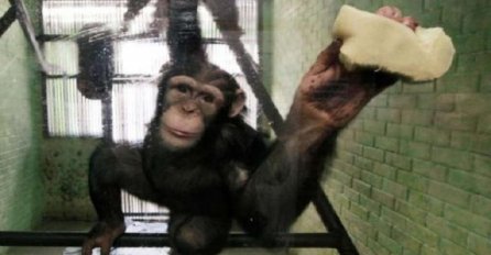 Upoznajte domaćicu čimpanzu koja uživa u kućnim poslovima