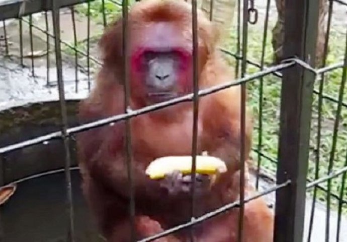 Cijeli život krivo jedete banane:  Ovaj majmun će vam pokazati kako se to zapravo radi