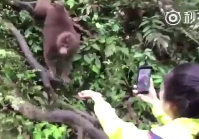 Hranila je majmuna i snimala ga mobitelom, onda je on izveo najbolji trik ikada (VIDEO)