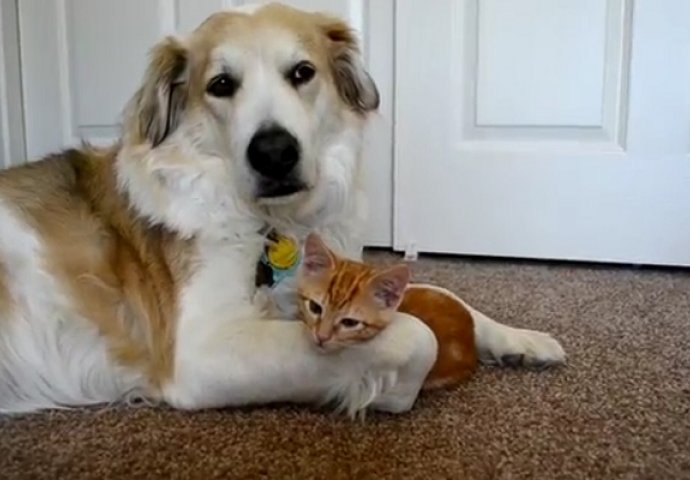 Prijateljstvo bez granica: Mačić pokušava ukrasti jezik ovom velikom psu (VIDEO)