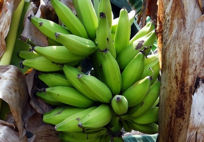 I mi smo se iznenadili: Samo jedna nezrela banana na dan čini ovo u našem  organizmu