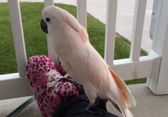 Čuo je grmljavinu u daljini: Onda je ovaj papagaj uradio nešto što je nasmijalo milione (VIDEO)