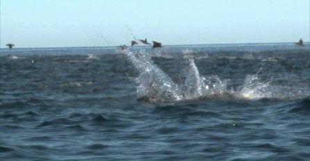 Bio je to sasvim običan dan na ovoj prekrasnoj plaži, dok nisu ugledali nešto veoma čudno