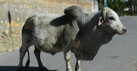 Otvorili su stomak ovog jako bolesnog bika: Ono što su pronašli unutra će vas zgroziti (VIDEO)