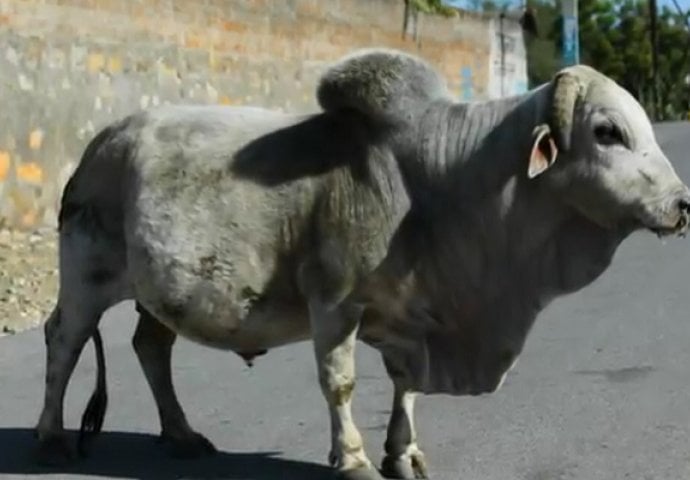 Otvorili su stomak ovog jako bolesnog bika: Ono što su pronašli unutra će vas zgroziti (VIDEO)