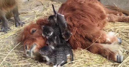 Ova farma u Japanu je najsretnije mjesto na zemlji, sudeći po ovom snimku (VIDEO)