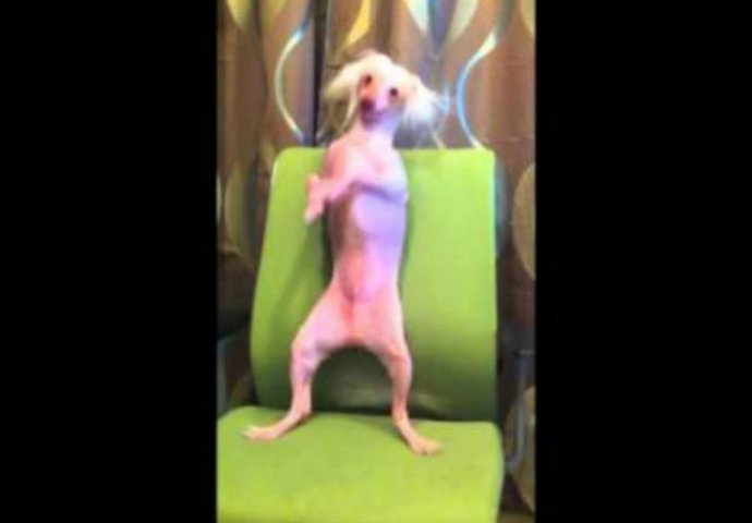 Kada vidite kako ovaj pas pleše "Gangnam style", plesat ćete zajedno s njim