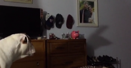 Pas je ugledao  čudnu sjenku na zidu pa nije bio siguran kako da reaguje (VIDEO)