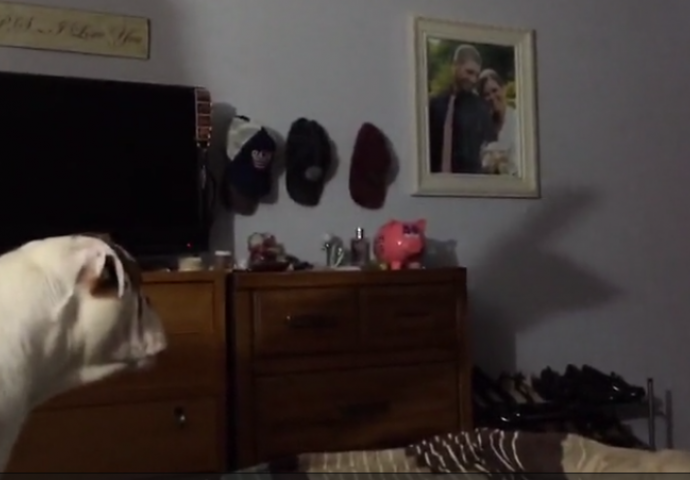 Pas je ugledao  čudnu sjenku na zidu pa nije bio siguran kako da reaguje (VIDEO)