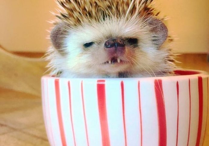 On ima preko 20. 000 pratilaca i nova je zvijezda Instagrama