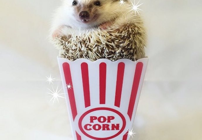 On ima preko 20. 000 pratilaca i nova je zvijezda Instagrama