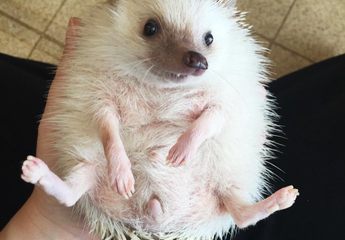 On ima preko 20. 000 pratilaca i nova je zvijezda Instagrama