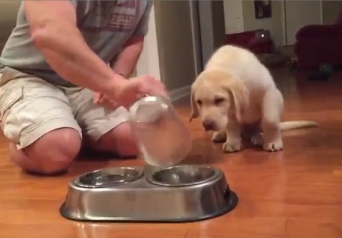 Nećete vjerovati svojim očima šta ovo štence labradora radi prije svakog ručka (VIDEO)