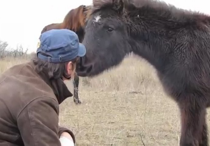 Spasio malog konjića od sigurne smrti: Kada vidite kako mu se on zahvalio, oduševit ćete se (VIDEO)