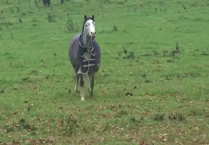 Nakon mjesec dana, vratila se svom konju: Njegova reakcija nikoga neće ostaviti ravnodušnim (VIDEO)