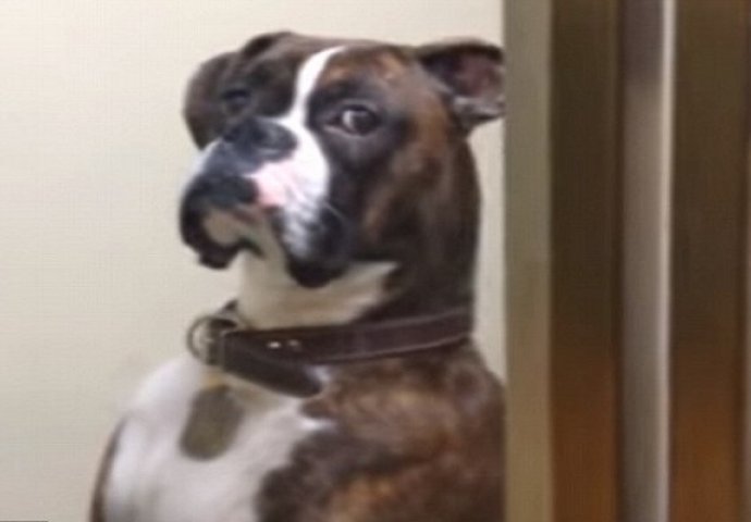 Ovako izgleda kada pas odluči da kazni svog vlasnika (VIDEO)