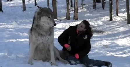 Divovski vuk je sjeo pored nje, pogledajte šta se događa kada ga pomiluje (VIDEO)