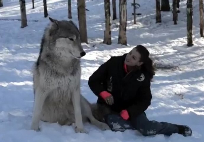 Divovski vuk je sjeo pored nje, pogledajte šta se događa kada ga pomiluje (VIDEO)