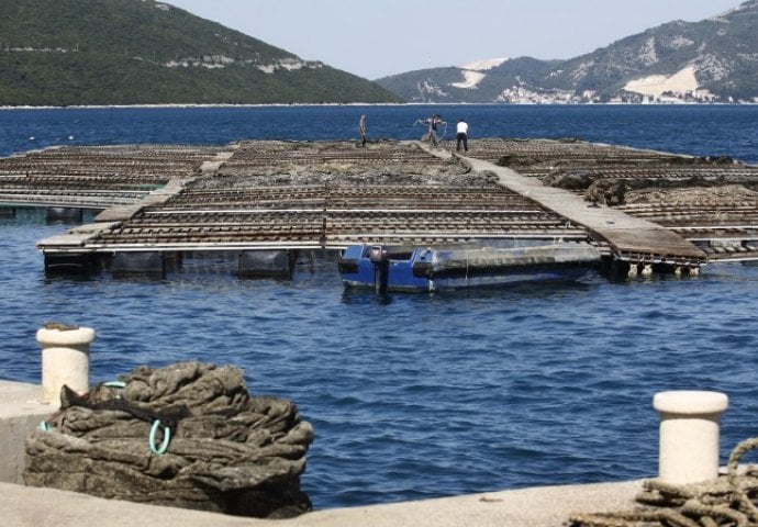 Vlasnici bh. ribogojilišta nemaju potrebu izvoziti ribu