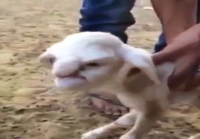 Farmer doživio šok života kada je ovo otkrio na svojoj farmi (VIDEO)