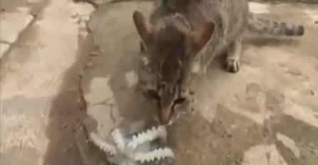 Ova mačka je htjela pojesti hobotnicu, dobro se pripremite za ono što će uslijediti (VIDEO)