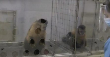 Pogledajte šta se dogodi kad dva majmuna platite nejednako 