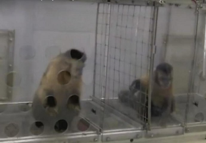 Pogledajte šta se dogodi kad dva majmuna platite nejednako 