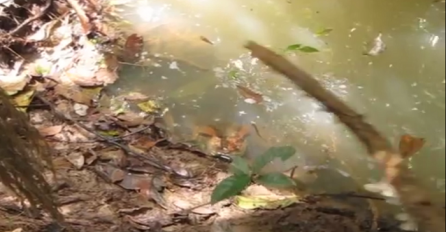 Štapom je izazvao uspavalu anakondu, ono što će uslijediti ledi krv u žilama (VIDEO)