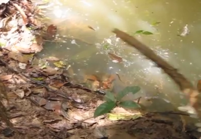 Štapom je izazvao uspavalu anakondu, ono što će uslijediti ledi krv u žilama (VIDEO)