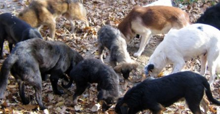 Na lokalitetu brda Žuč čopor pasa lutalica zaklao više od 60 ovaca 