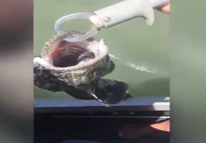 Zamislite da upecate ribu i ovo pronađete u njoj (VIDEO)