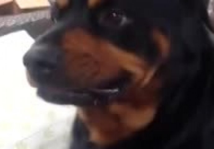 Opasna grimasa u pokušaju: Do suza će vas nasmijati ovaj pas
