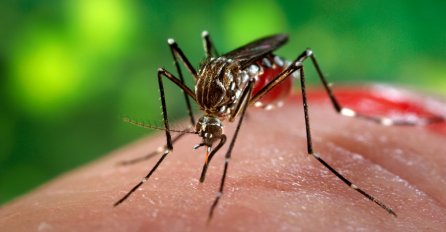 Zika virus  u Njemačkoj: Prvi slučaj infekcije seksualnim putem