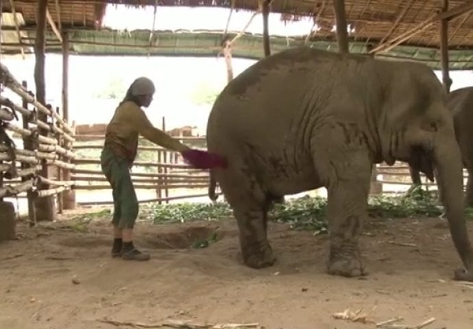 Nećete vjerovati: Pogledajte šta se desi kada ona slona udari crvenom krpom (VIDEO)