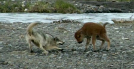 Beba bizona se brani od gladnog vuka, pogledajte kako (VIDEO)