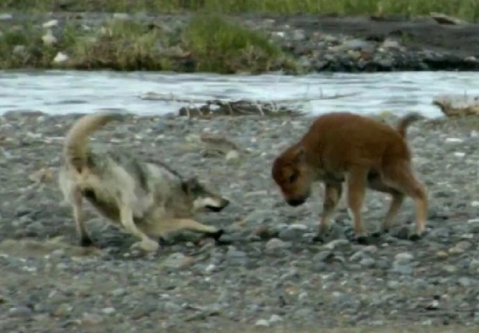 Beba bizona se brani od gladnog vuka, pogledajte kako (VIDEO)