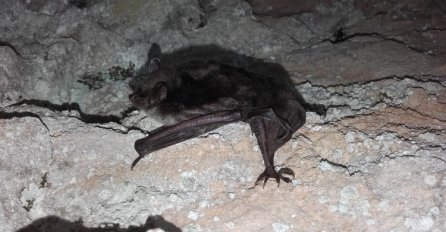 Otkrivena nova vrsta šišmiša u Bosni i Hercegovini