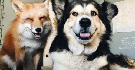 Prijateljstvo psa i lisice je vjerovatno najslađa stvar koju ćete danas vidjeti (FOTO) 