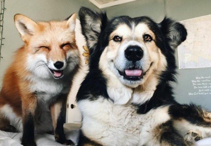 Prijateljstvo psa i lisice je vjerovatno najslađa stvar koju ćete danas vidjeti (FOTO) 
