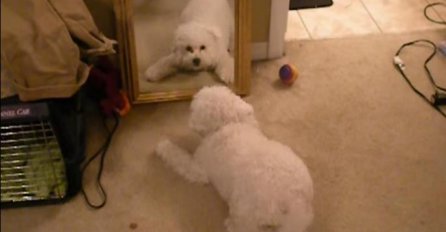 Smijeh do suza: Pogledajte ovu urnebesnu reakciju psa kada vidi svoj odraz u ogledalu (VIDEO) 