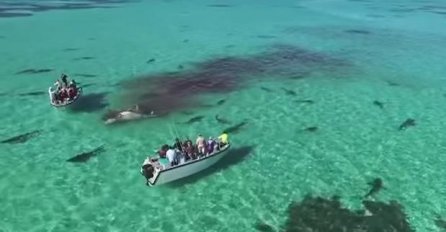 Evo što se dogodi kada 70 morskih pasa navali na kita (VIDEO)