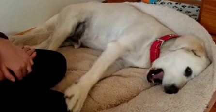 Najrazmaženiji pas: Toliko je navikao da bude u centru pažnje da će vas oduševiti! (VIDEO) 