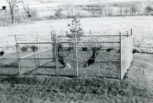 drvo-3