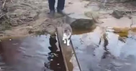 Kad jednostavno ne voli vodu: Način na koji je ova mačka prešla most neće vas ostaviti ravnodušnima 