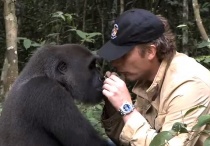 Ovo se zove pravo prijateljstvo: Pogledajte dirljivi susret gorile i čovjeka koji ga je odgojio 