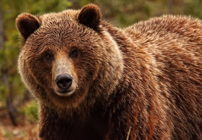 Monstruozni hibrid: Zbog parenja ove dvije vrste stručnjaci su prilično zabrinuti