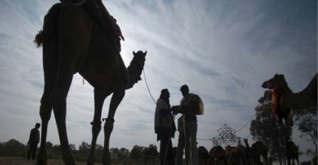 Horor: Bijesna kamila odgrizla vlasniku glavu