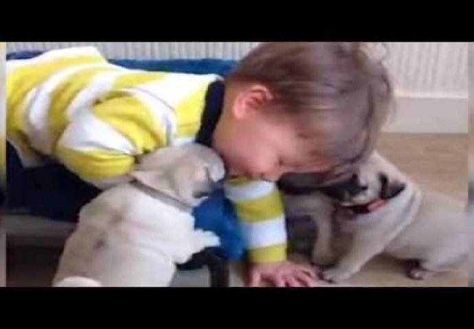 Nešto slađe skoro niste vidjeli: Preslatki psi ne žele da prestanu da se igraju sa bebom (VIDEO)